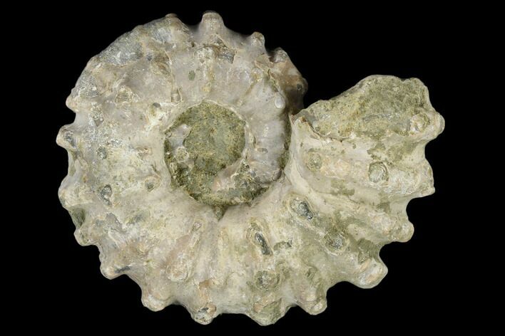 Bumpy Ammonite (Douvilleiceras) Fossil - Madagascar #115604